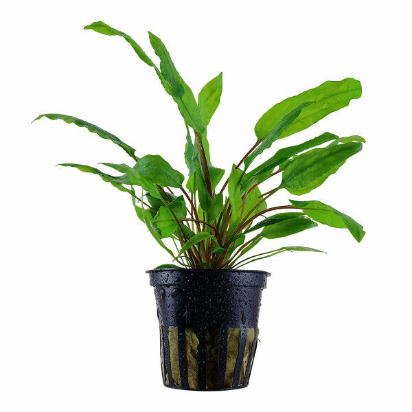 Cryptocoryne wendtii Green